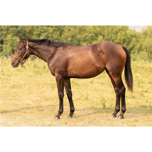 Filly Tap Master Holy Force