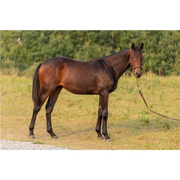 Gelding Boisterous Shanghai Shamrock