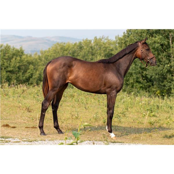 Filly Tapiture Foxy Lilly