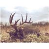 Image 1 : 2026 IOWA SPECIAL NONRESIDENT DEER LICENSE