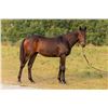 Image 1 : Gelding Boisterous Shanghai Shamrock
