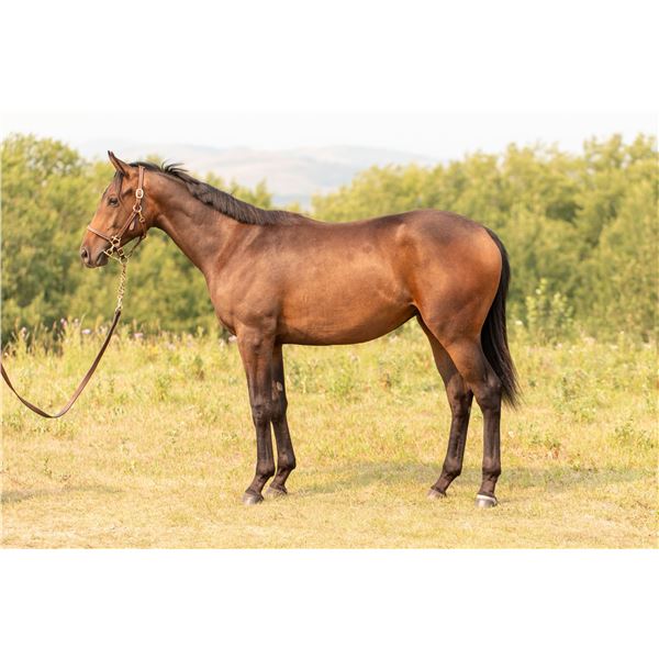 Gelding Tap Master Solon's Warning