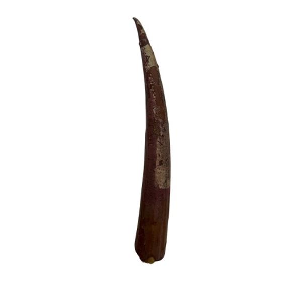 Returrn of the Jedi Original Original Sarlacc Tooth Movie Props