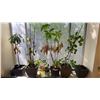 Image 3 : LARGE BLACK DINING TABLE, ASSORTED PLANTS, ADJUSTABLE HEIGHT DESK/TABLE, LAMP & SMALL MOBILE