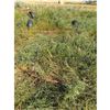 Image 3 : (2) 8ft. Crazy Harrows with Draw Bar,Not Crazy Harrow Bar