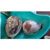 Image 13 : Vintage Shell Decor  S1 A