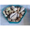 Image 2 : Shell Art & Shells S1 A