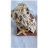 Image 4 : Shell Art & Shells S1 A
