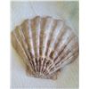Image 6 : Shells S1 A