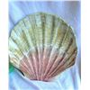 Image 7 : Shells S1 A