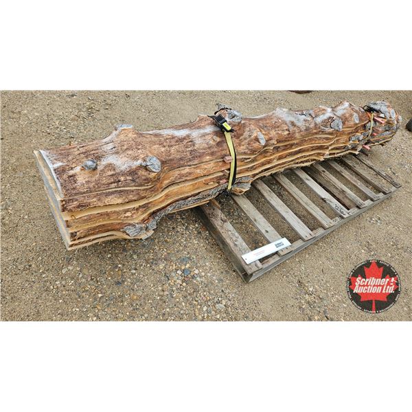Live Edge Wood Slabs (7 Pieces ~ One Tree)  (Measures : 10ft L)