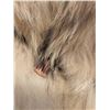 Image 6 : Rudolf of Calgary Wolf Fur Men's Coat Size XL