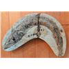 Image 4 : Fossil and Specimen Collection Including 1987 Brazil Fish Fossil