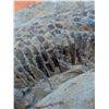 Image 5 : Fossil and Specimen Collection Including 1987 Brazil Fish Fossil