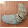 Image 9 : Fossil and Specimen Collection Including 1987 Brazil Fish Fossil