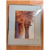 Image 3 : Framed Signed Nature Photographs