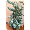 Image 4 : Tall Artificial Dieffenbachia Plant in Decorative Pot