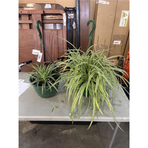 2 LARGE HANGING SPIDER PLANT BASKETS