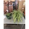 Image 1 : 2 LARGE HANGING SPIDER PLANT BASKETS