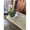 Image 2 : 2 LARGE HANGING SPIDER PLANT BASKETS
