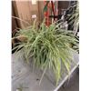 Image 4 : 2 LARGE HANGING SPIDER PLANT BASKETS