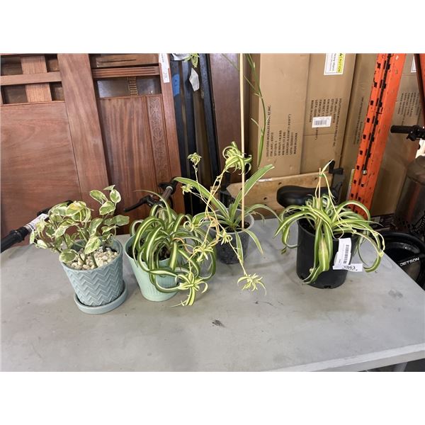 3 BONSAI STYLE SPIDER PLANTS AMND POTTED POTHOS