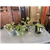 Image 1 : 3 BONSAI STYLE SPIDER PLANTS AMND POTTED POTHOS
