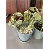 Image 2 : 3 BONSAI STYLE SPIDER PLANTS AMND POTTED POTHOS