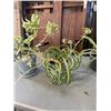 Image 3 : 3 BONSAI STYLE SPIDER PLANTS AMND POTTED POTHOS