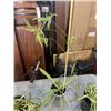 Image 4 : 3 BONSAI STYLE SPIDER PLANTS AMND POTTED POTHOS