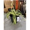 Image 5 : 3 BONSAI STYLE SPIDER PLANTS AMND POTTED POTHOS