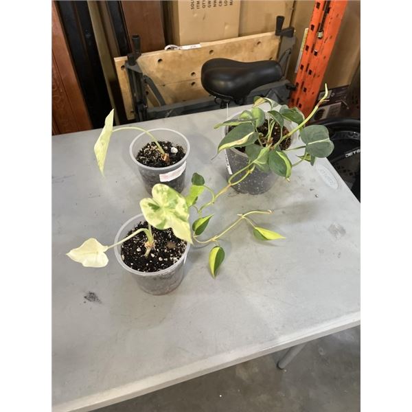 2 VARIGATED ALOCASIA AND HEART LEAF BRASIL PHILODENDRON