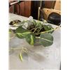 Image 2 : 2 VARIGATED ALOCASIA AND HEART LEAF BRASIL PHILODENDRON