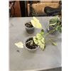 Image 3 : 2 VARIGATED ALOCASIA AND HEART LEAF BRASIL PHILODENDRON
