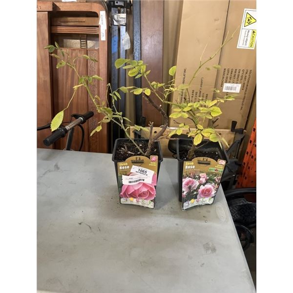 2 ROSE PLANTS, MODERN AND NORTHERN PINK