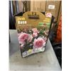 Image 4 : 2 ROSE PLANTS, MODERN AND NORTHERN PINK