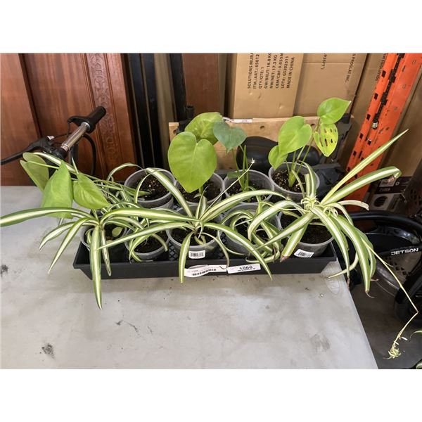 TRAY OF MONSTERA  AND SPIDER PLANTS