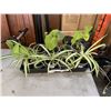 Image 1 : TRAY OF MONSTERA  AND SPIDER PLANTS