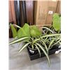 Image 2 : TRAY OF MONSTERA  AND SPIDER PLANTS