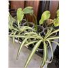 Image 3 : TRAY OF MONSTERA  AND SPIDER PLANTS