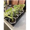 Image 4 : TRAY OF MONSTERA  AND SPIDER PLANTS