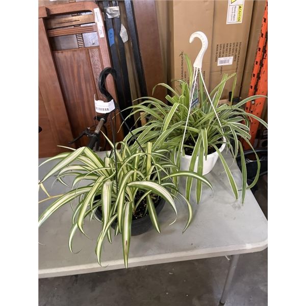 2 LARGE HANGING SPIDER PLANT BASKETS