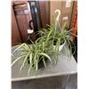Image 1 : 2 LARGE HANGING SPIDER PLANT BASKETS