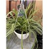 Image 2 : 2 LARGE HANGING SPIDER PLANT BASKETS