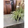 Image 3 : 2 LARGE HANGING SPIDER PLANT BASKETS