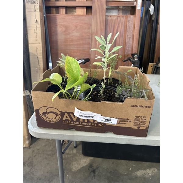 TRAY OF PLANTS INLCUDING THYME, SAGE, TOMATOE, TROPICAL PLANTS