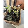Image 2 : TRAY OF PLANTS INLCUDING THYME, SAGE, TOMATOE, TROPICAL PLANTS