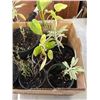 Image 3 : TRAY OF PLANTS INLCUDING THYME, SAGE, TOMATOE, TROPICAL PLANTS