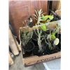 Image 4 : TRAY OF PLANTS INLCUDING THYME, SAGE, TOMATOE, TROPICAL PLANTS