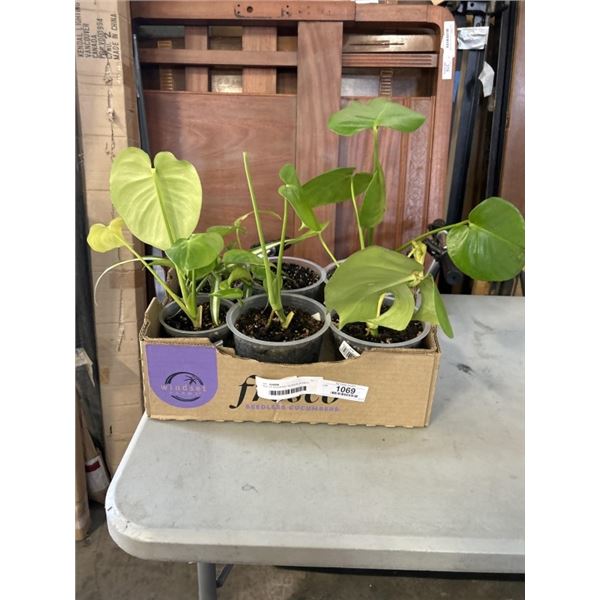 TRAY OF ASSORTED TROPICAL PLANTS INLCUDING MONSTERAS, SPIDER, POTHOS ETC